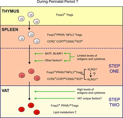 Derivation and Differentiation of Adipose-Tissue Regulatory T Cells: A Stepwise, Multi-Site Process